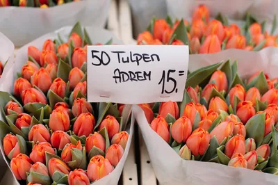 Картина по номерам \"Тюльпаны Амстердама\"