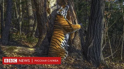 Обнявший дерево амурский тигр и другие лучшие снимки дикой природы 2020  года - BBC News Русская служба