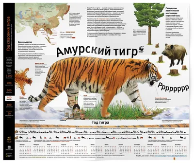 Откуда в Якутске уссурийский тигр - история добычи редкого зверя | EXO-YKT  | ЭХО СТОЛИЦЫ