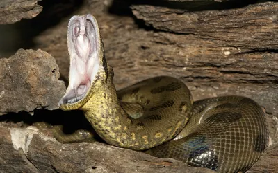 Анаконда - величественная змея в объективе