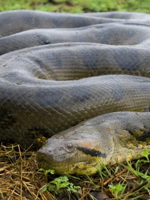 Анаконда на фото: фотографии впечатляющей змеи