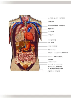 Анатомия человека в картинках фотографии