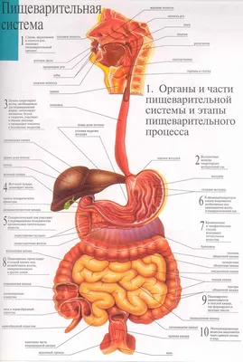 анатомия человека в картинках мышцы