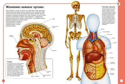 Книги по анатомии: 22 книги о том, как устроен человек | azon.market