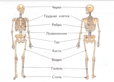 Анатомия и физиология. Атлас-раскраска | Кэпит Уинн, Мейси Роберт - купить  с доставкой по выгодным ценам в интернет-магазине OZON (1011780731)