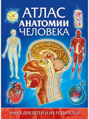 Анатомия и физиология. Атлас-раскраска У. Кэпит, Эсмаил Мейсами, Роберт  Мейси - купить книгу Анатомия и физиология. Атлас-раскраска в Минске —  Издательство Эксмо на OZ.by