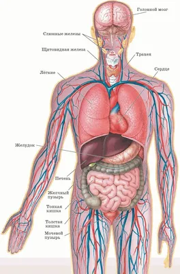 Анатомия Человека Внутренние Органы Женщины Картинки – Telegraph
