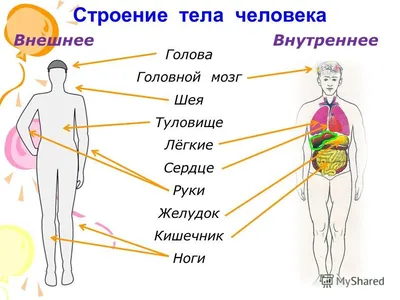 Медицинская научная анатомия, женщина, человеческое тело, структура ткани,  3D печать, образовательные материалы, модель торса, Обучающие ресурсы |  AliExpress