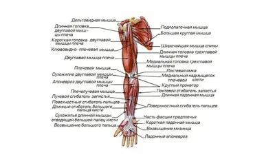 Картинки расположение органов человека (53 фото) - 53 фото