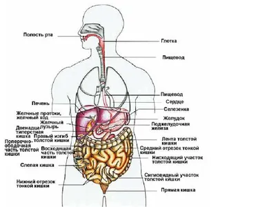 Картинки внутренности человека по окружающему миру (67 фото) » Картинки и  статусы про окружающий мир вокруг