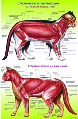 Изображения анатомии кошки: фото в формате png