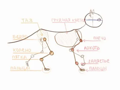 Фотографии кошачьей анатомии на любой вкус и размер