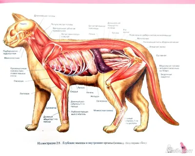 Анатомия кошки: подробные фото и картинки