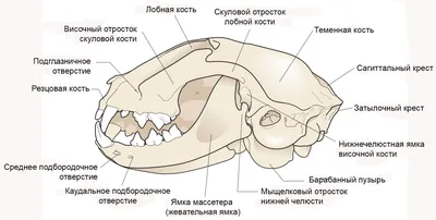 Визуальное изучение анатомии кошки: фото и изображения