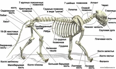 Исследуйте анатомию кошки на фото и изображениях