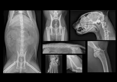 Визуальное изучение анатомии кошки: фото и картинки
