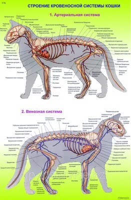 Скачать анатомию кошки в формате jpg