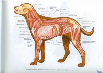 Анатомия собаки фото фотографии