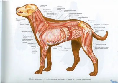 Анатомия собаки фото