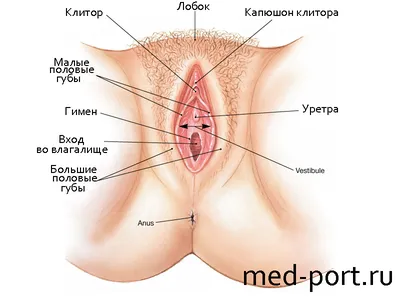 Анатомия женских половых органов фото фотографии