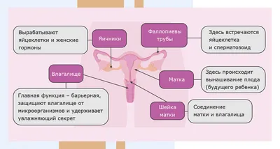 Анатомия женской репродуктивной системы: особенности устройства и функции