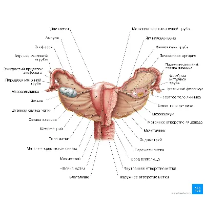 Женская репродуктивная система - Kenhub