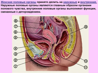 Анатомия и физиология женских половых органов - презентация онлайн