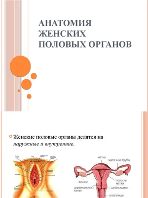 Анатомия Женских Половых Органов | PDF