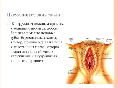 анатомия женских половых органов. диаграмма. женская репродуктивная система  схема матки и яичников Иллюстрация штока - иллюстрации насчитывающей  менструация, генетическо: 241057944
