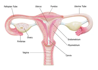 СпецЛит Функциональная анатомия женских половых органов и репродукти