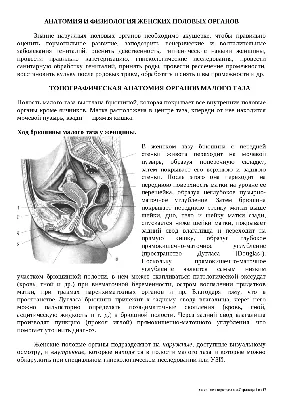 Женские половые органы, 2 части