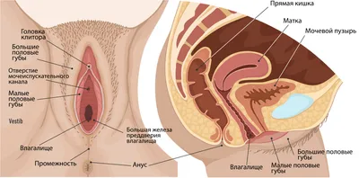 анатомия и физиология женских половых органов | Конспекты лекций Акушерство  и гинекология | Docsity