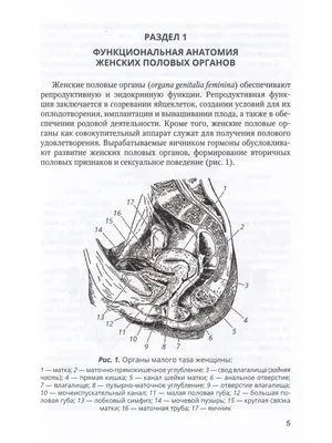 Иллюстрация 1 из 9 для Нехирургический дизайн промежности - Радзинский,  Оразов, Климова | Лабиринт - книги. Источник: Лабиринт