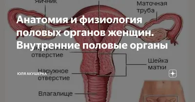 От воздуха из влагалища до жалоб на размер половых губ: вопросы врачу об  интимной пластике - Газета.Ru