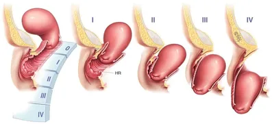 СпецЛит Функциональная анатомия женских половых органов и репродукти