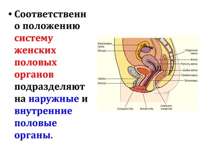 Мужские репродуктивные органы - Kenhub