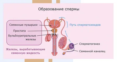 Анатомия женских половых органов Векторное изображение ©Artemida-psy  148929895