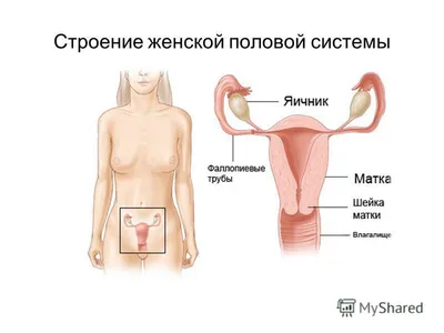 Анатомия и функционирование мужской репродуктивной системы