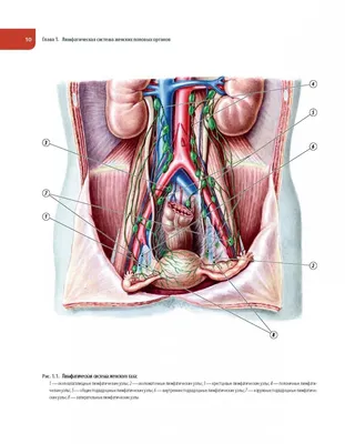 Atlas of visual inspection of the cervix with acetic acid for screening,  triage, and assessment for treatment