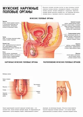 Иллюстрация 9 из 23 для Операции при злокачественных опухолях женских  половых органов - Каприн, Новикова, Антипов | Лабиринт - книги. Источник:  Лабиринт