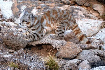 Андская кошка: элегантная и грациозная на снимках