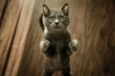 Уникальные фото Андской кошки: скачивание в разных форматах