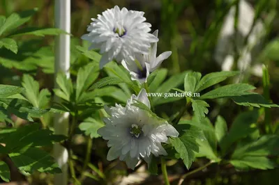 Анемона дубравная (anemone nemorosa) «Blue Eyes» 300 руб, купить, фото,  описание