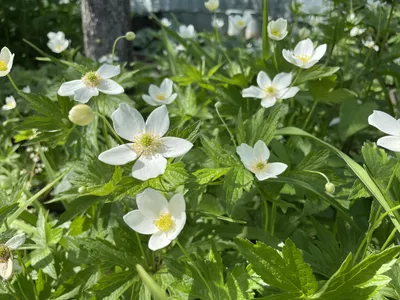 Анемона дубравная Anemone nemorosa - купить сорт в питомнике, саженцы в  Санкт-Петербурге