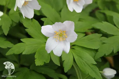 Анемона дубравная Anemone nemorosa - купить сорт в питомнике, саженцы в  Санкт-Петербурге