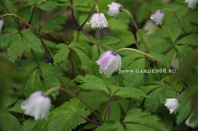 Анемона дубравная 'Robinsoniana' (Anemone nemorosa 'Robinsoniana')