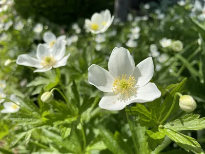 Анемона дубравная Anemone nemorosa - купить сорт в питомнике, саженцы в  Санкт-Петербурге