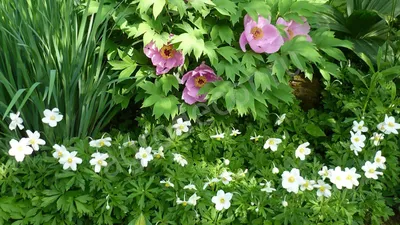 Анемона дубравная (anemone nemorosa) «Blue Eyes» 300 руб, купить, фото,  описание