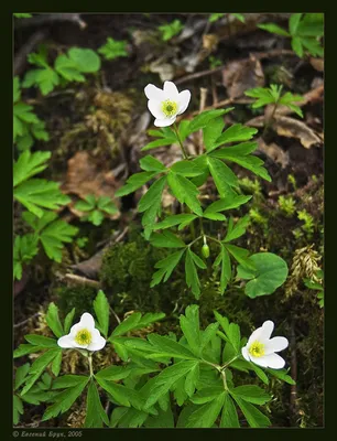 Анемона немороза (Anemone nemorosa) или ветреница дубравная - YouTube