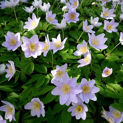 Альпийский Луг - Анемона дубравная (Anemone nemorosa Blue... | Facebook